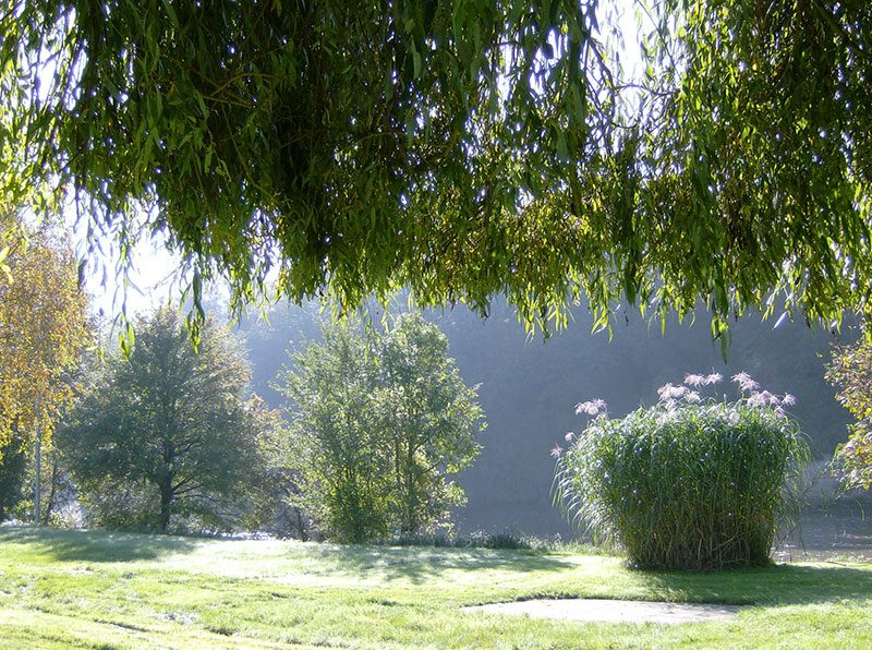 Trauerweide und Schilf am Neckarufer auf dem Campingplatz Cimbria
